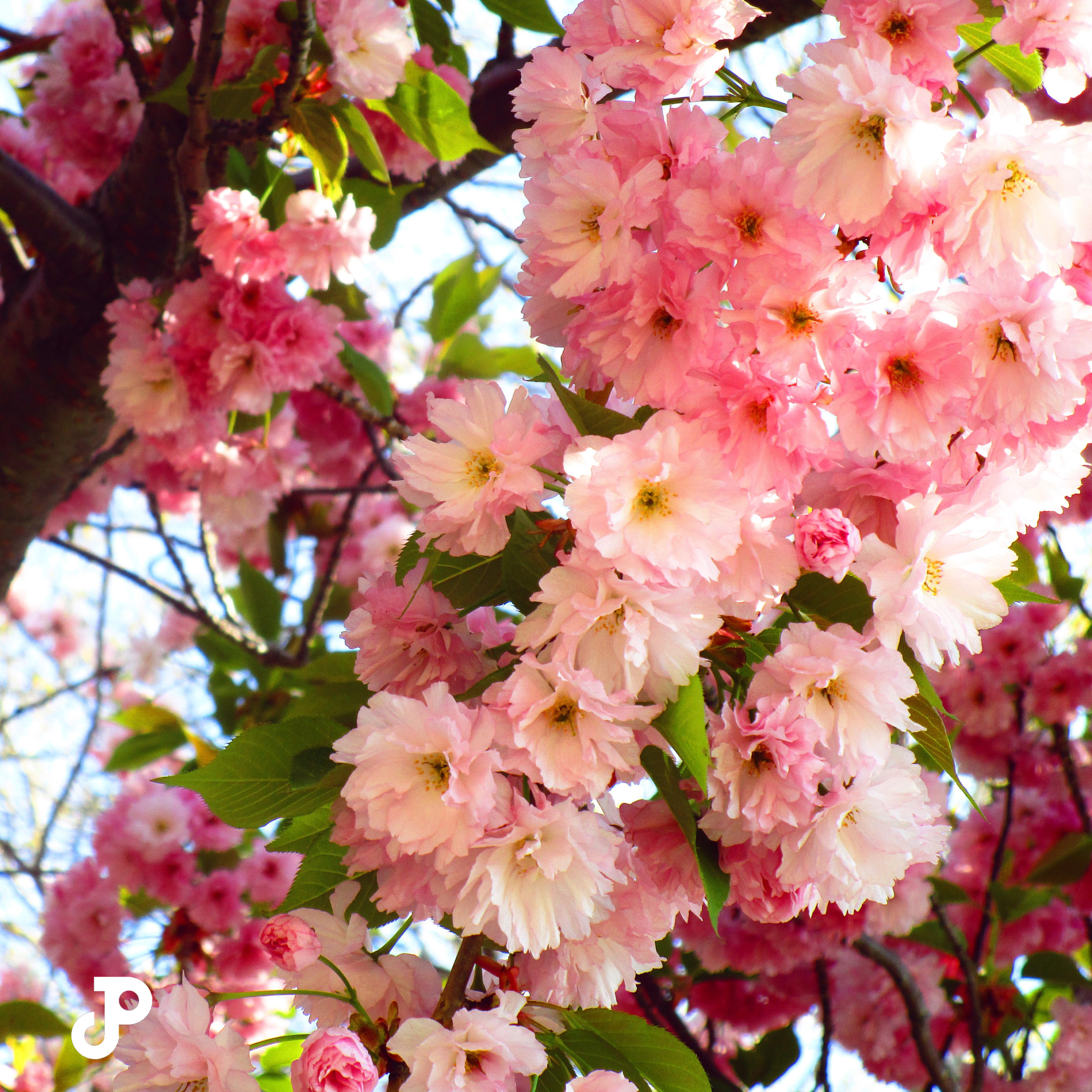 a tree branch covered in pink cherry blossoms