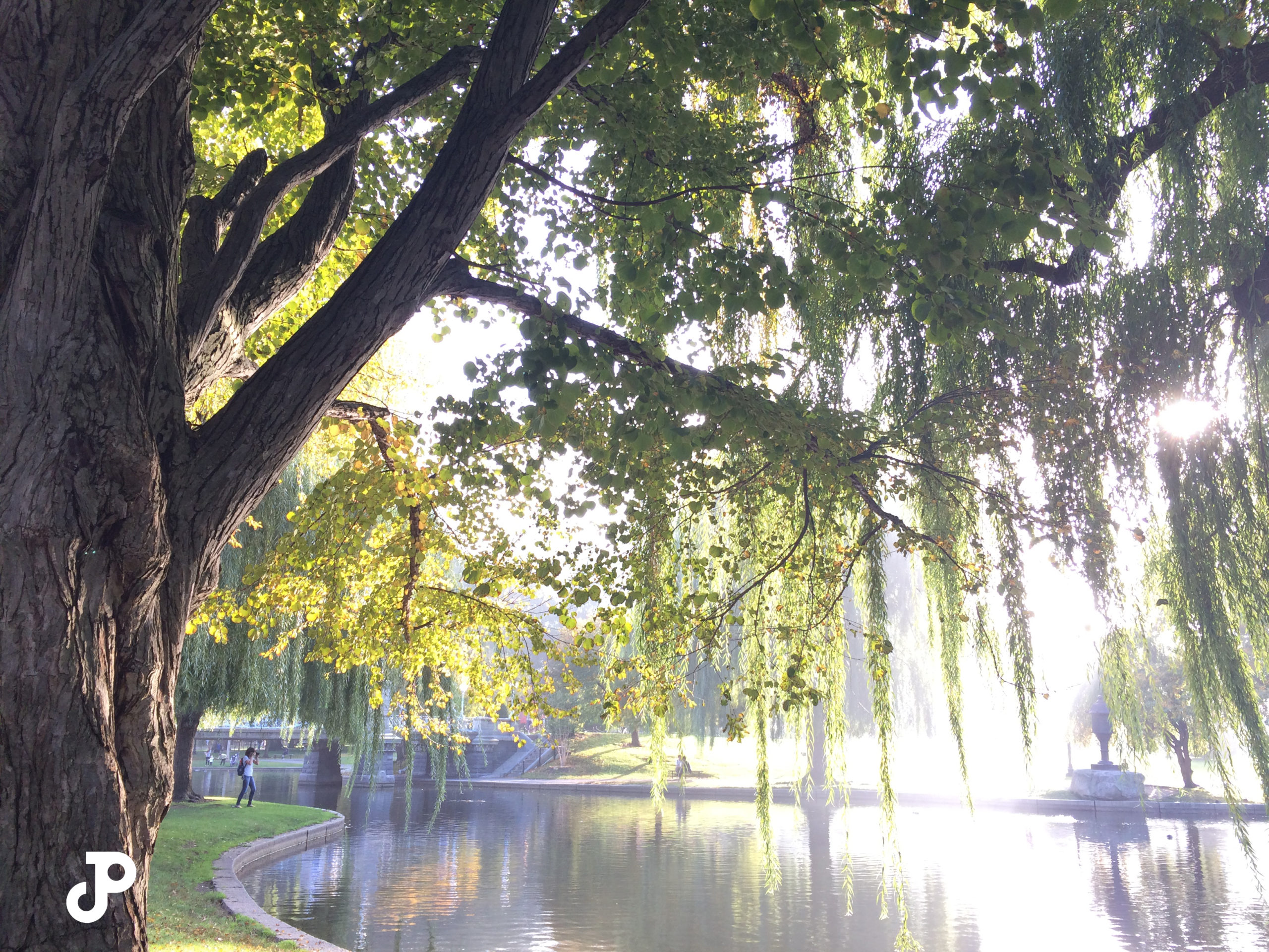 sun filtering through willow trees in the Boston Public Garden