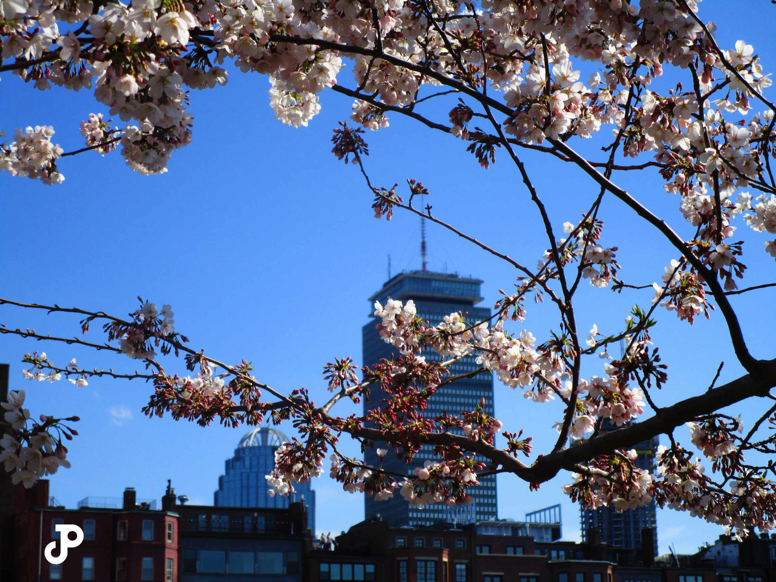 the Prudential building in the distance, seen between branches of cherry blossoms in the foreground