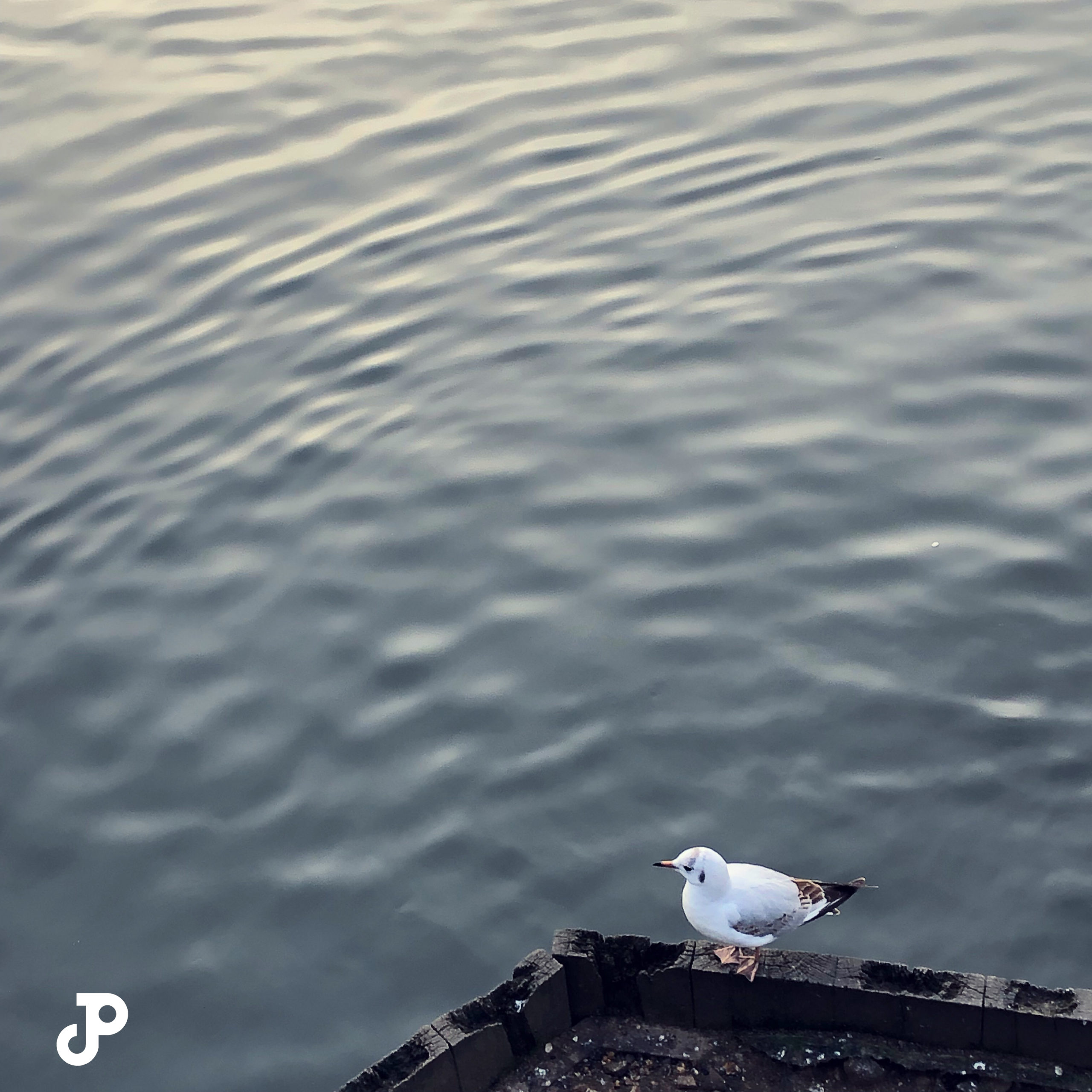 a small seagull perched on a wooden plank above the River Thames in Kingston Upon Thames