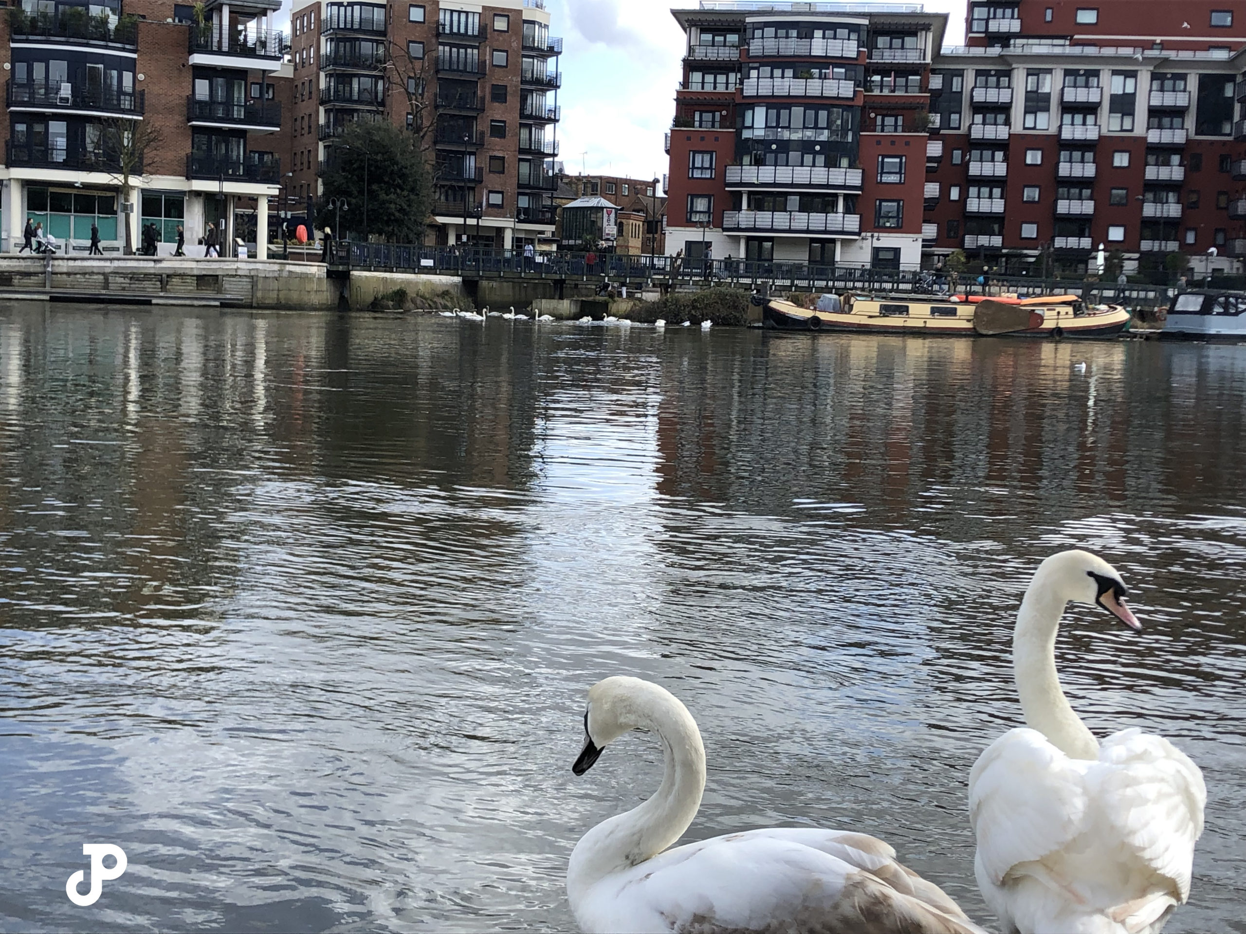 two swans standing before the River Thames with the opposite bank visible in the distance