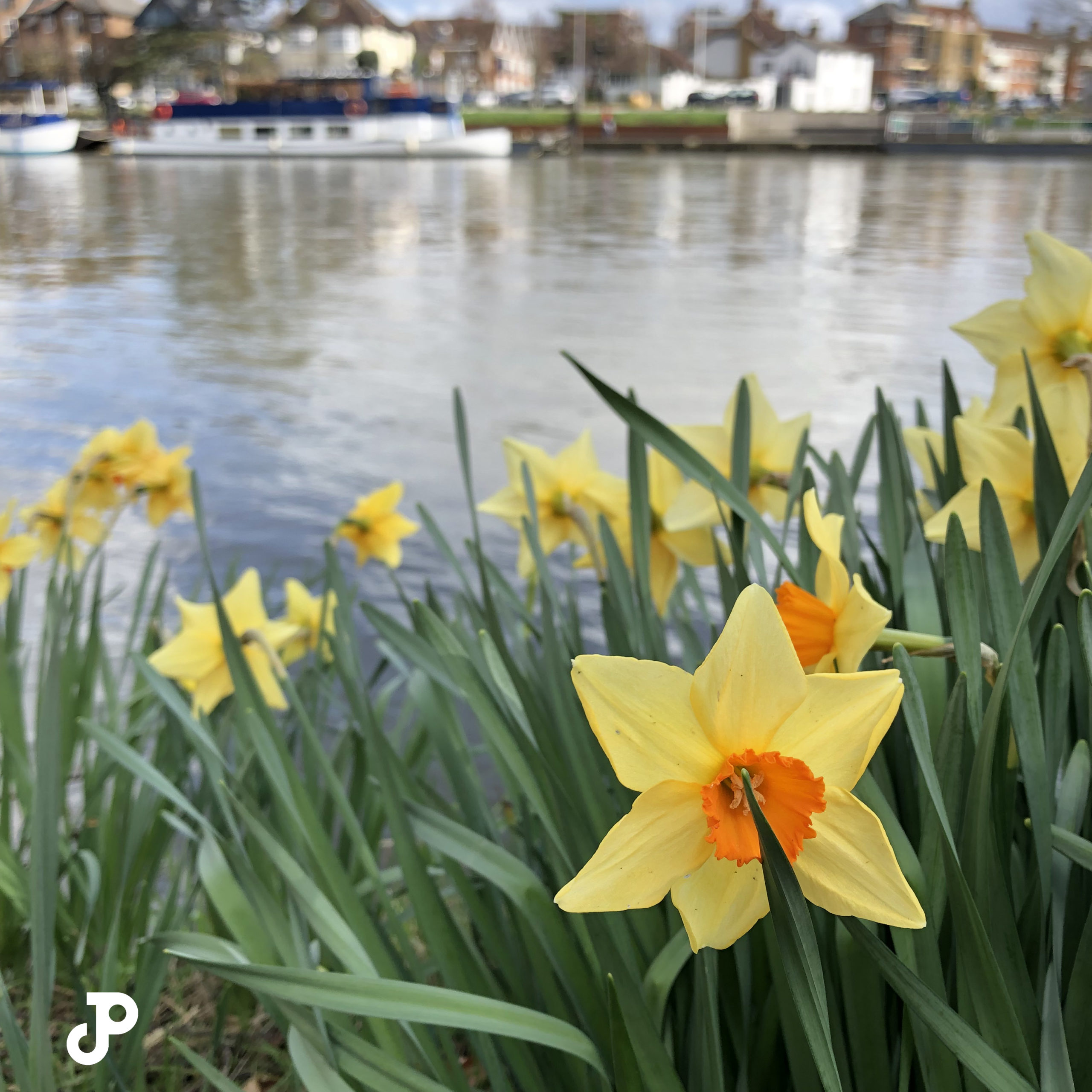 daffodils on a bank of the River Thames in Kingston Upon Thames