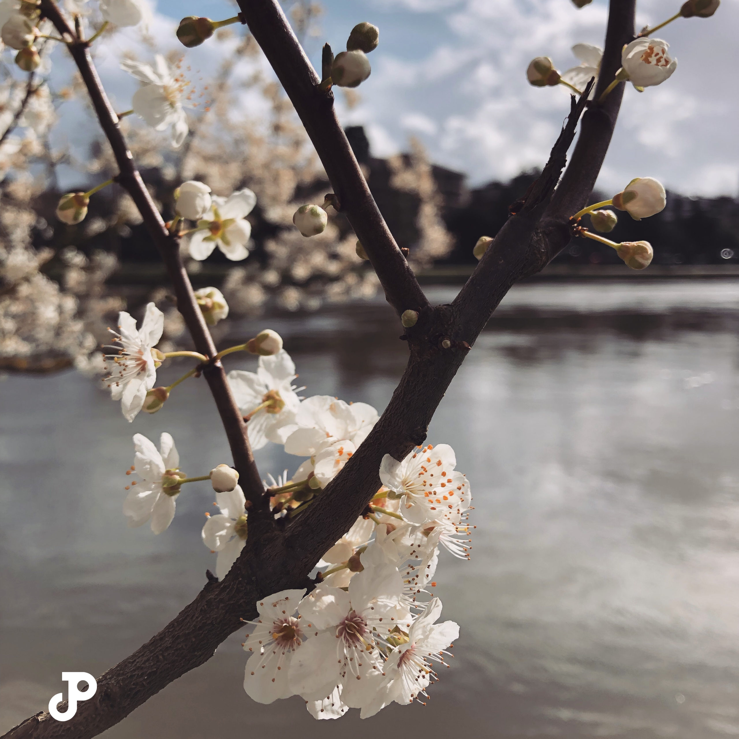 cherry blossoms with the River Thames in the Background in Kingston Upon Thames