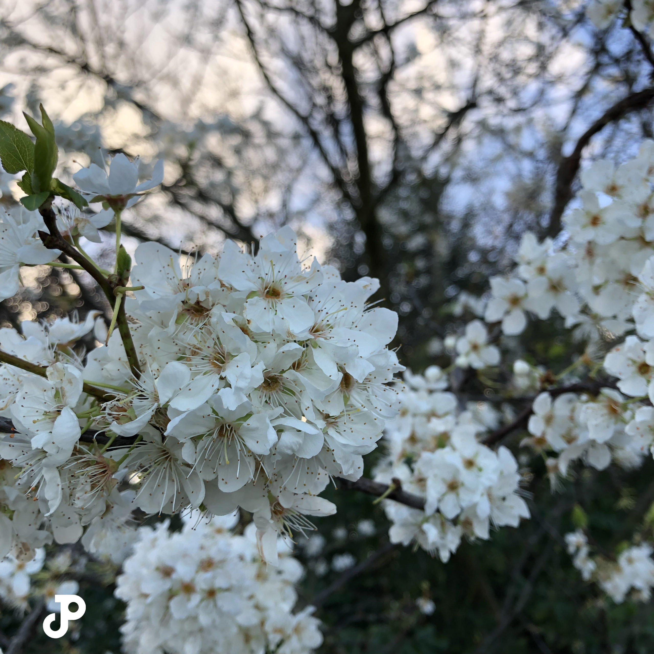 Cherry blossoms in Hyde Park