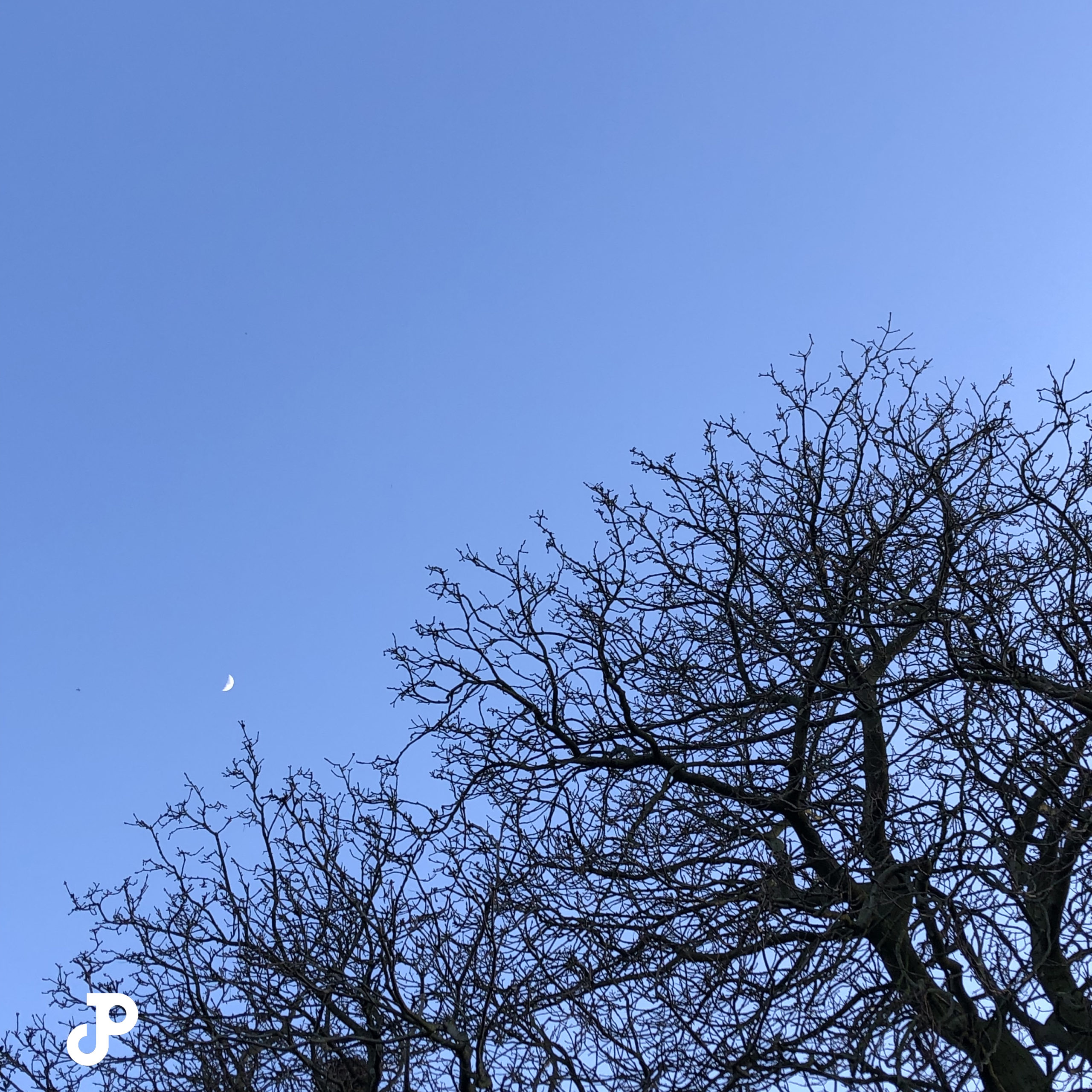 a crescent moon peeking through trees in Hyde Park