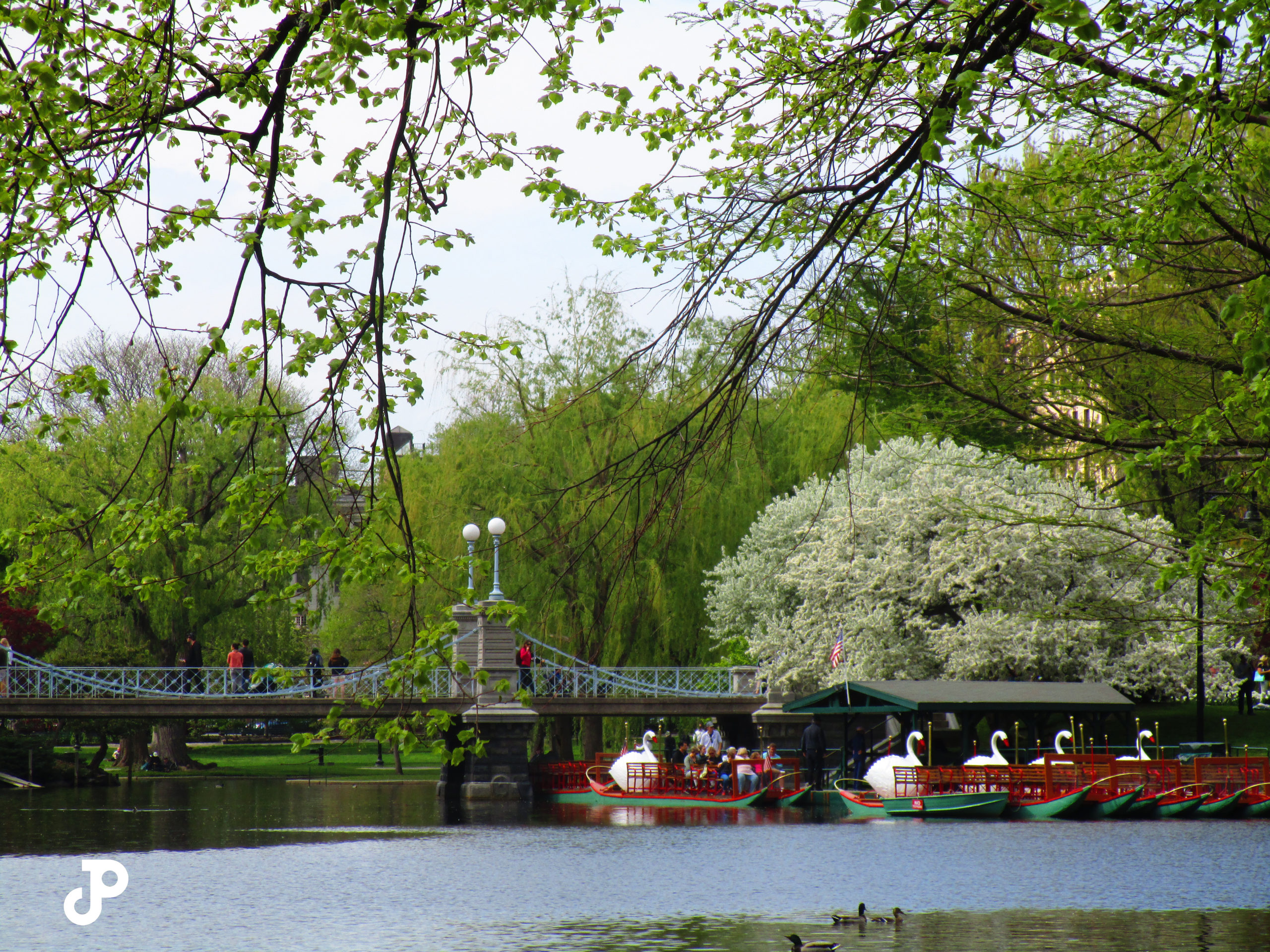 swan boats floating on a pond beside a bridge in the Boston Public Garden