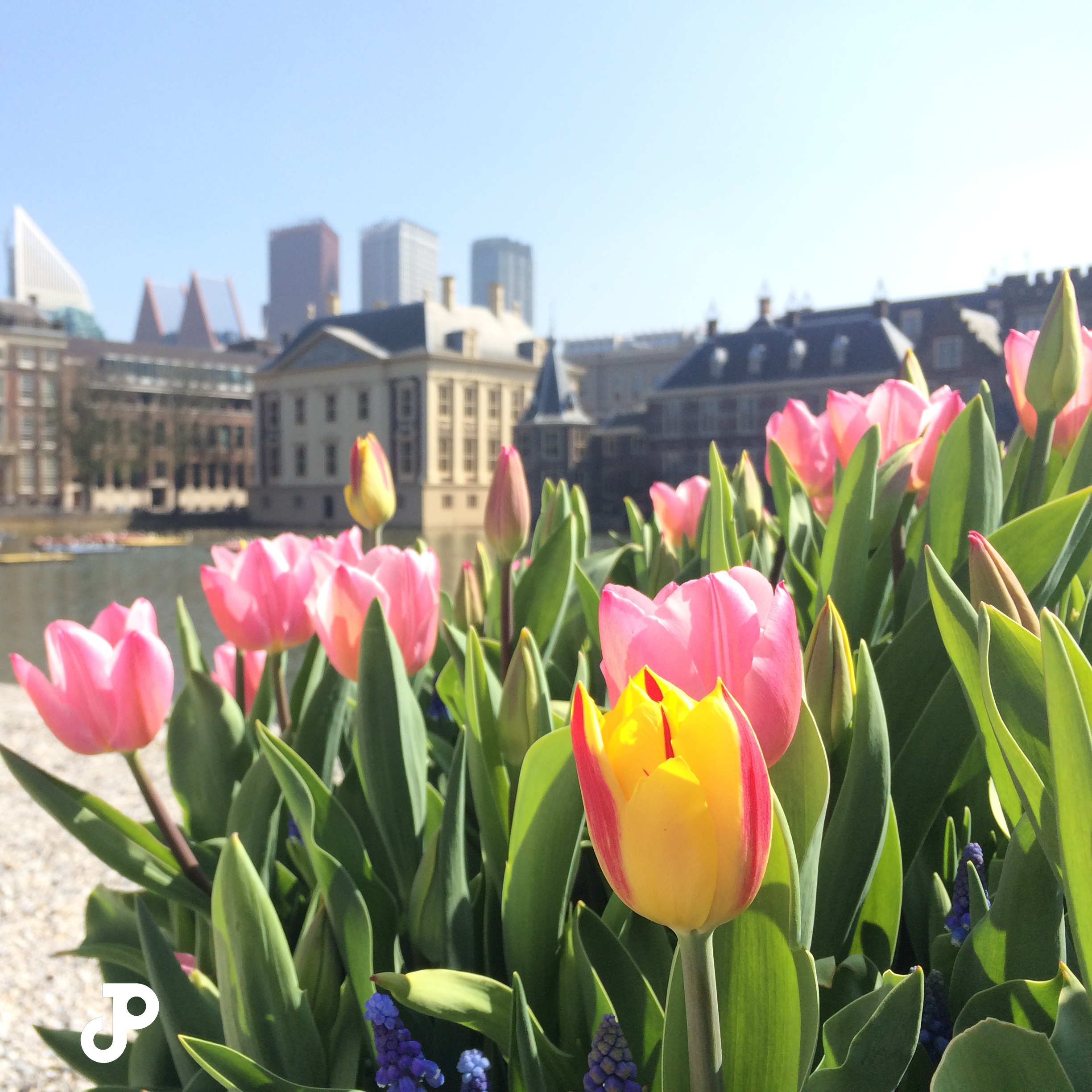 pink and yellow tulips, with the Mauritshuis Museum visible in the background